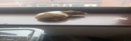 Hamster rodents for sale: Syrian hamster free to a good home  - Advert 20