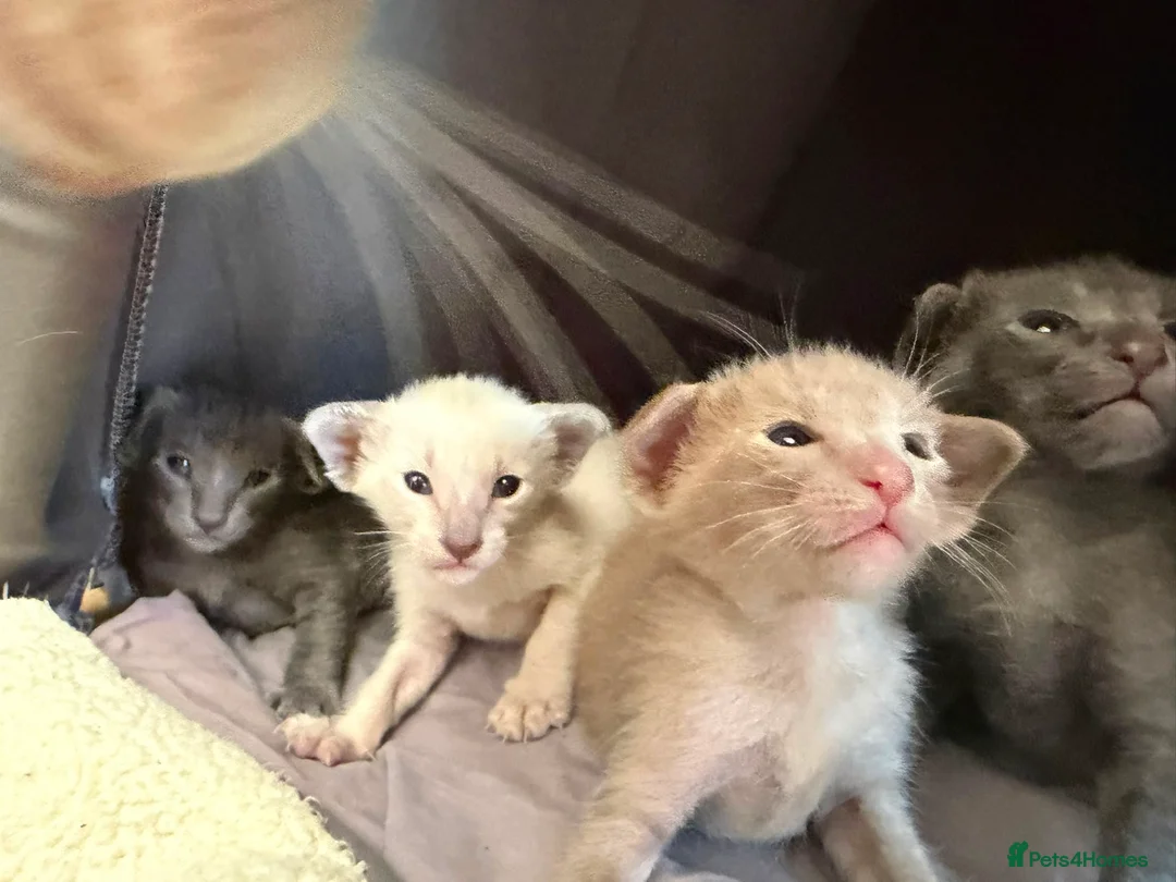 Siamese cats for sale: 🩵Lovely Siamese boys  - Advert 7