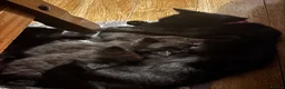 Mixed Breed cats for sale: 4 kittens ready for forever homes  - Advert 5
