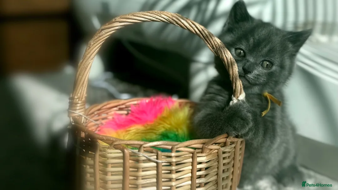 British Shorthair cats for sale: Beautiful British Shorthair Kittens 🐾 - Advert 1
