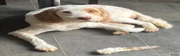 Cockapoo dogs for sale: Absolutely beautiful girl - Advert 21