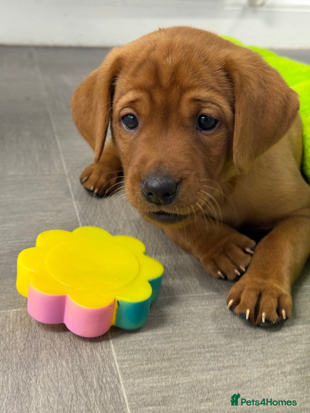 Labrador Retriever dogs for sale: Exceptional KC litter Fox Red Labradors  - Advert 20