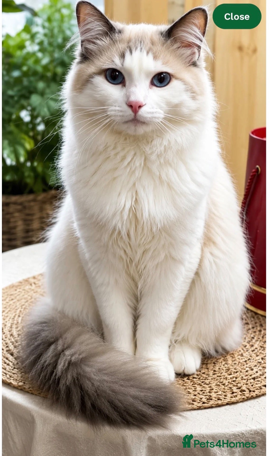 Ragdoll cats Male ragdoll - Advert 9