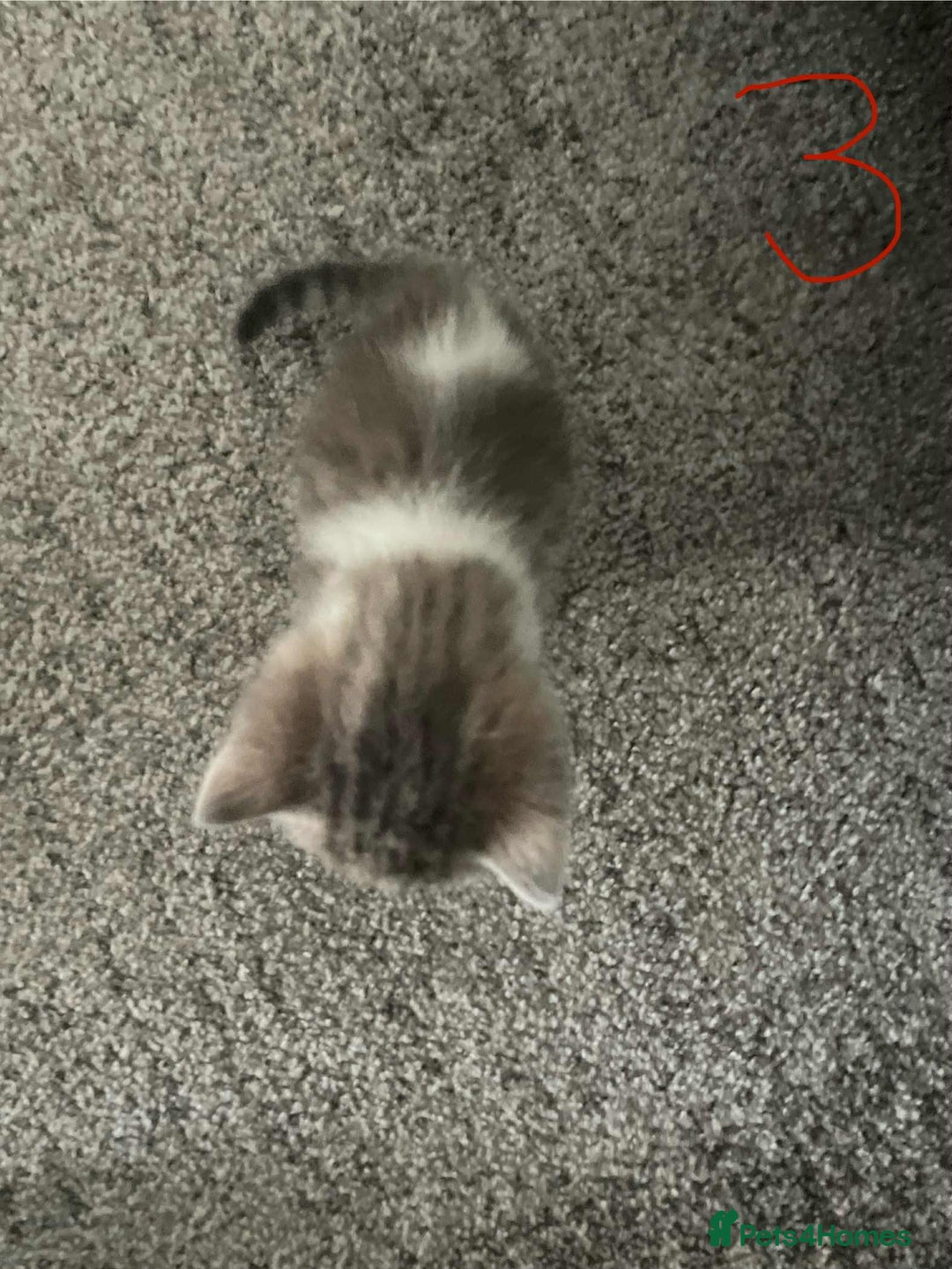 Domestic Shorthair cats for sale: Mixed litter domestic shorthair - Image 7