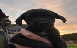 Labrador Retriever dogs for sale: Labrador x GWP - Image 6