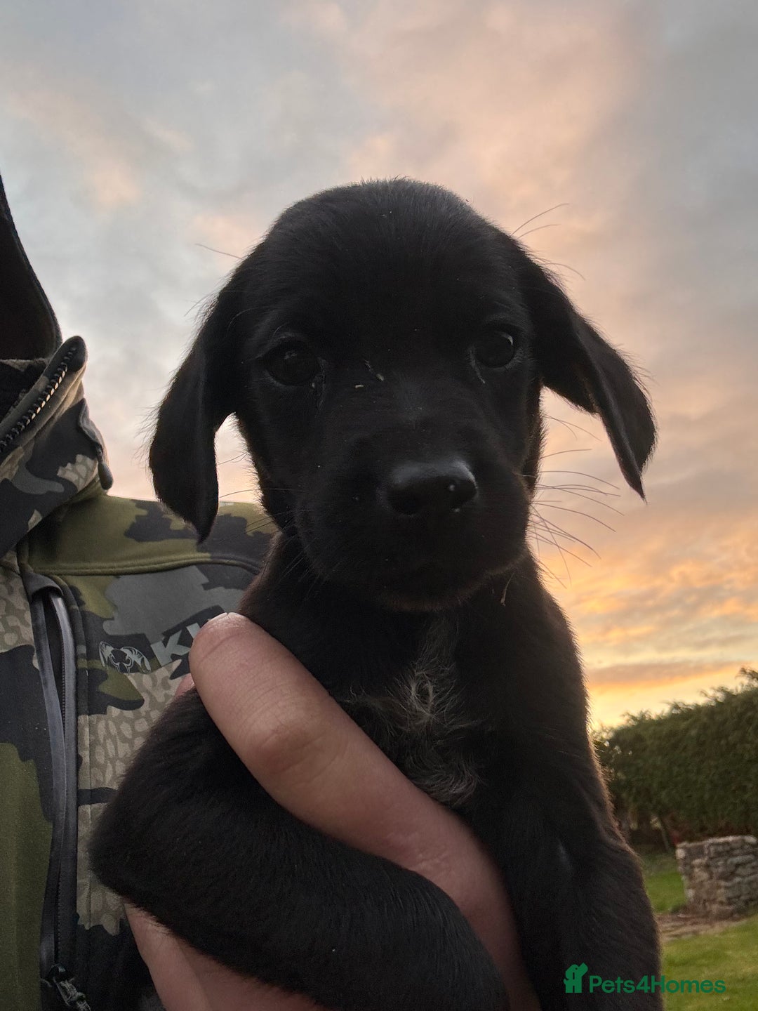 Labrador Retriever dogs for sale: Labrador x GWP - Image 6