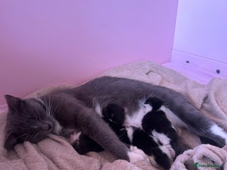 Mixed Breed cats for sale: ππΎ Beautiful Black & White Kittens π‘π€π€ - Advert 1