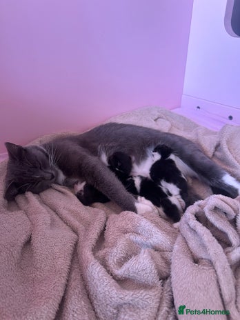 Mixed Breed cats 🌟🐾 Beautiful Black & White Kittens 🏡🤍🖤 - Advert 1