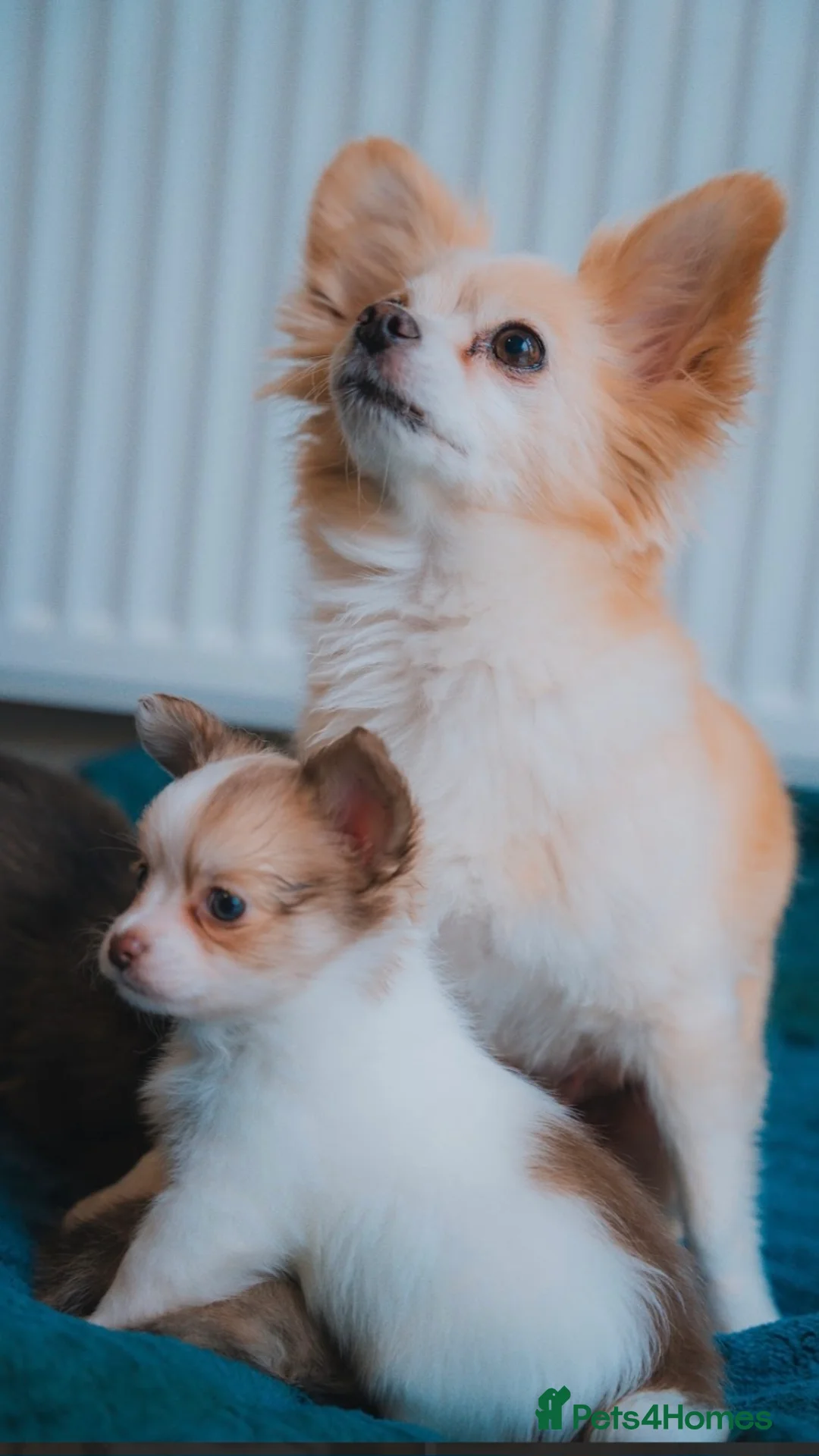 Chihuahua dogs for sale: Long haired chihuahua  - Advert 2