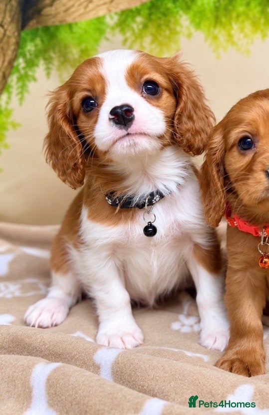 Cavalier King Charles Spaniel dogs Cavalier King Charles Spaniel pups- DAD DNA TESTED - Advert 2