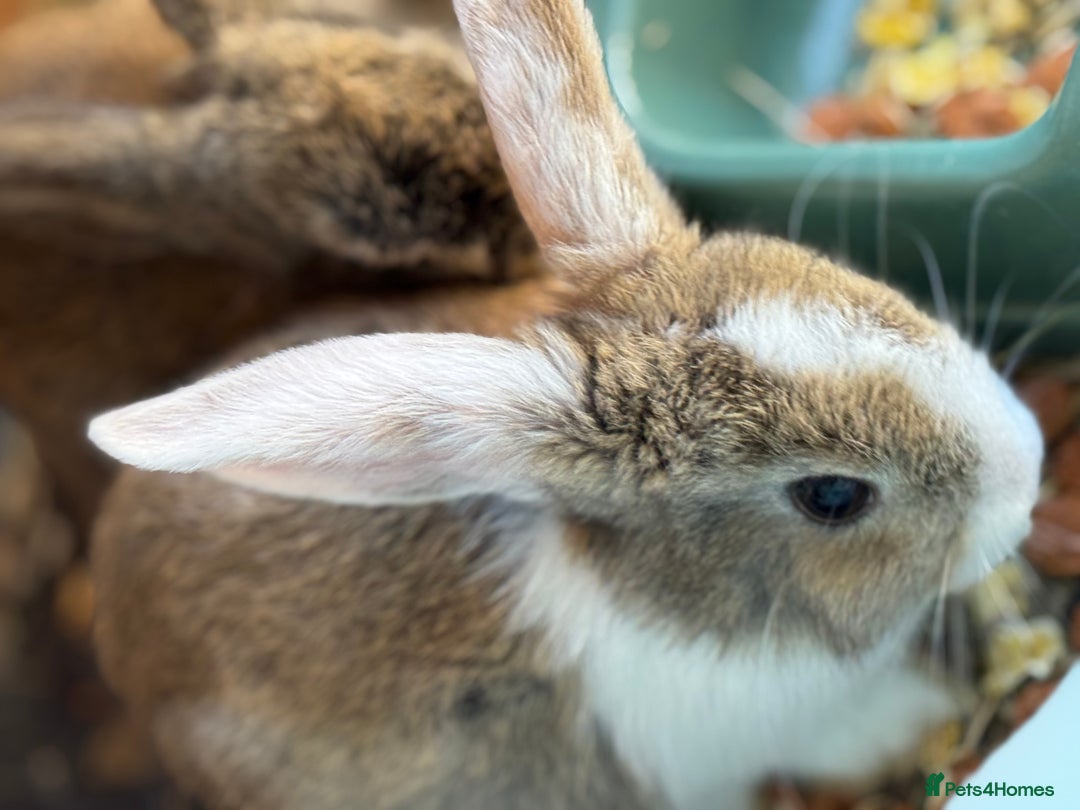 Mixed Breed rabbits for sale: Baby rabbits 5 girls and 1 boys for sale  - Image 3