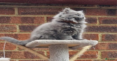 British Longhair cats - Advert 8