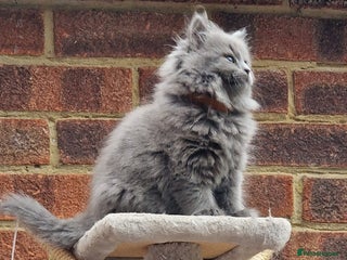 British Longhair cats - Advert 6