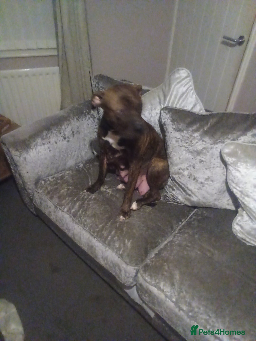 Staffordshire Bull Terrier dogs for sale: 1 boy available - Advert 1
