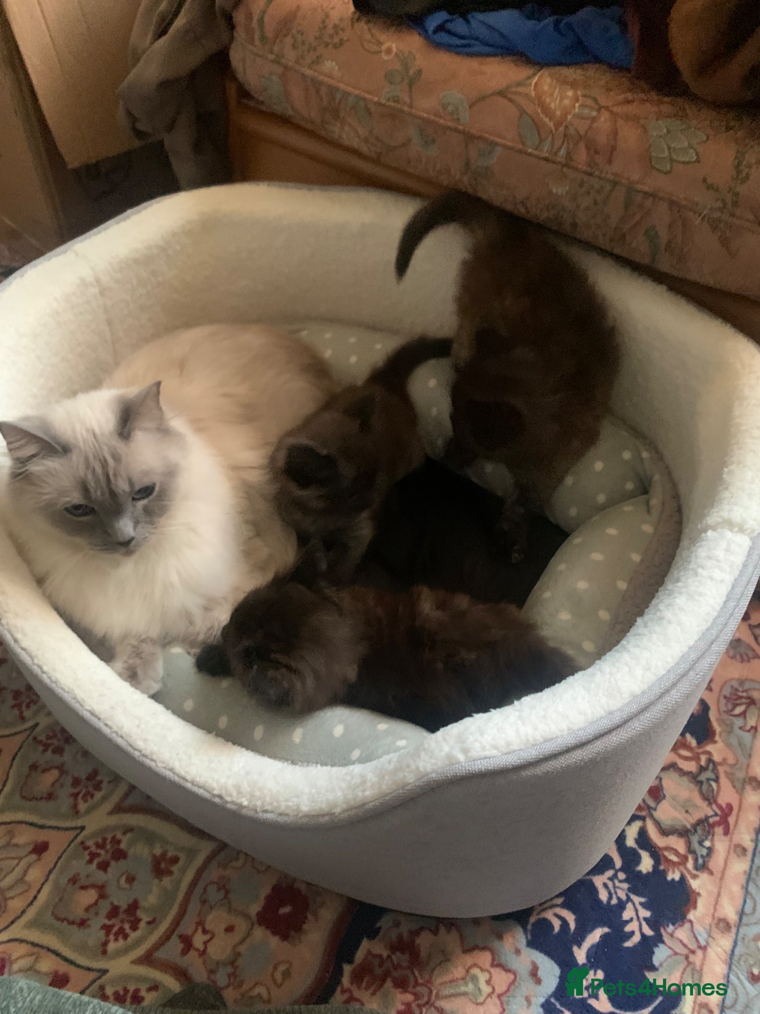 Ragdoll cats 2 Female ragdoll cats and 3 kittens-relisted - Advert 1