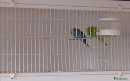 Budgerigars birds for sale: Budgies  - Advert 4