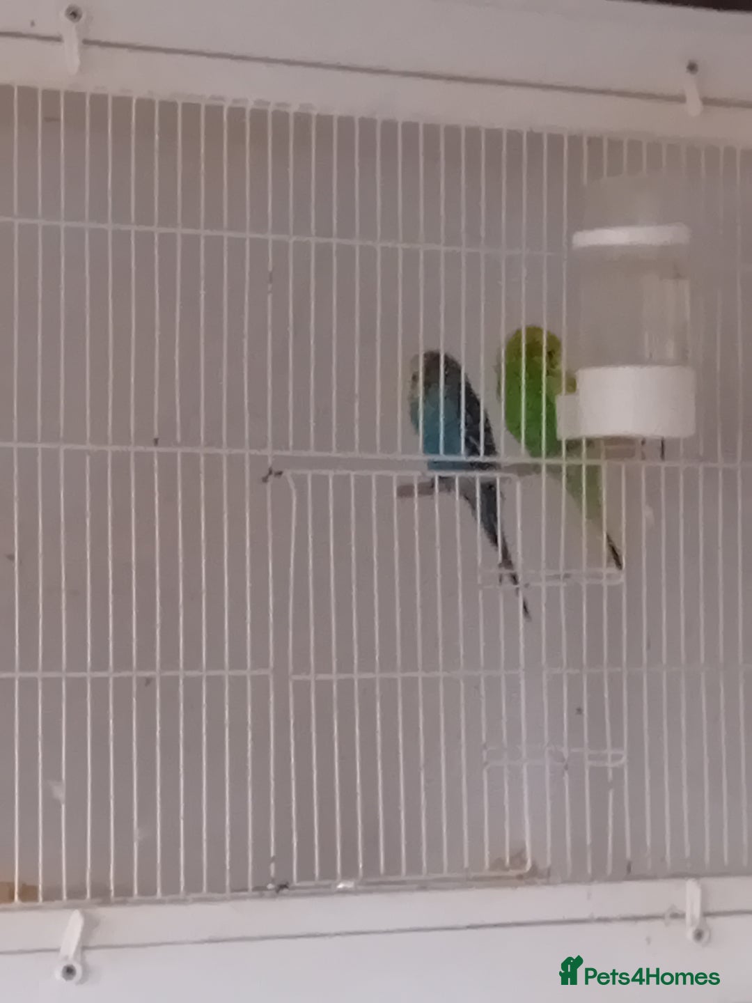 Budgerigars birds for sale: Budgies  - Advert 4