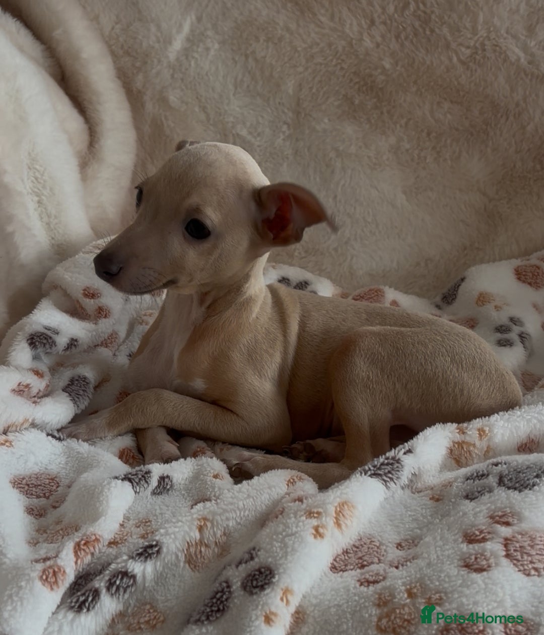 Italian Greyhound dogs for sale: 2 beautiful cream and blue boys - Advert 1