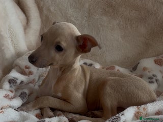 Italian Greyhound dogs Rehoming 2 beautiful boys - Advert 3