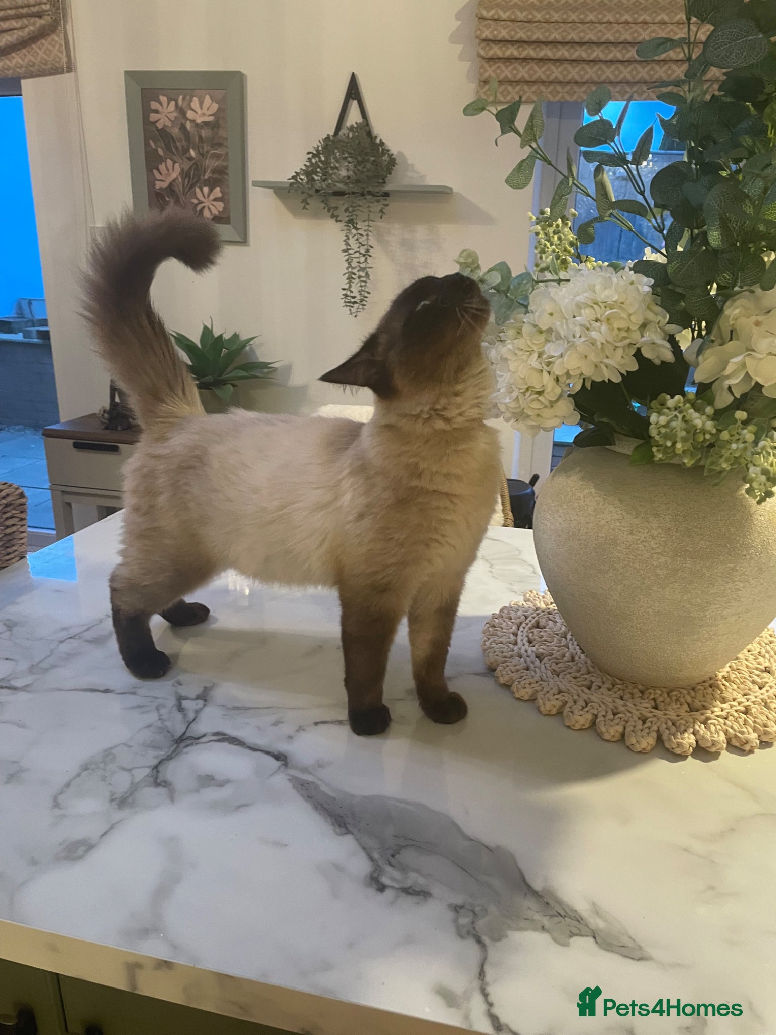 Ragdoll cats Ragdoll  - Advert 5