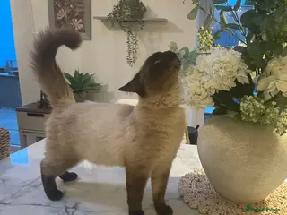 Ragdoll cats Ragdoll - Advert 5