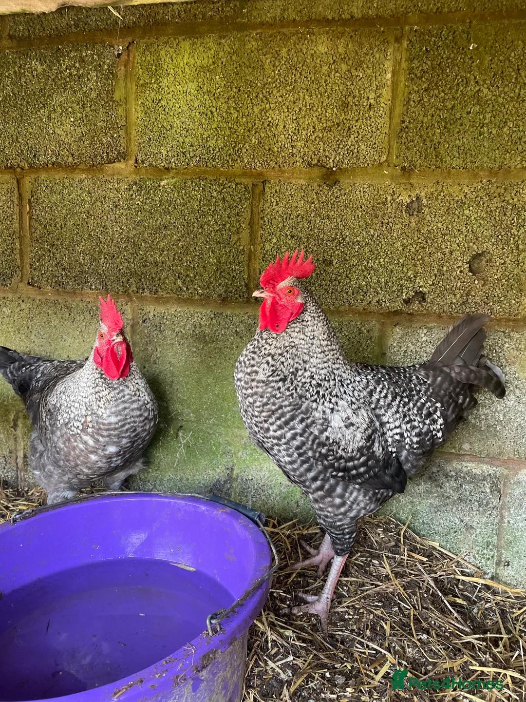 Chickens poultry for sale: Gorgeous cockerel ready for his own flock in Presteigne - Advert 1