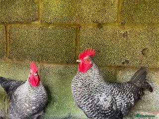Chickens poultry Gorgeous cockerel ready for his own flock in Presteigne - Advert 1