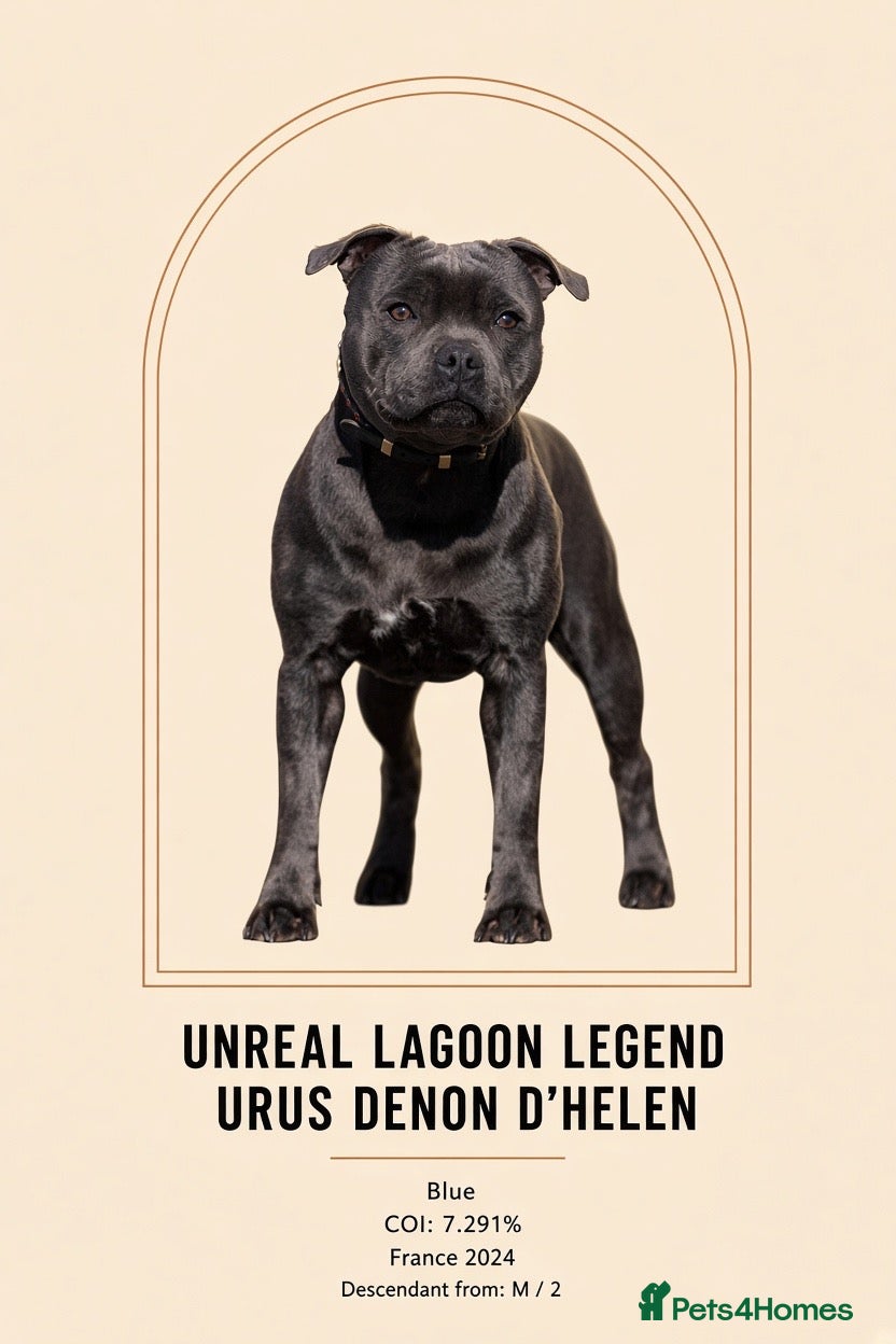 Staffordshire Bull Terrier dogs Bullscaff Blue Venom × Blue Lola — 2 boys, 5 girls - Advert 2