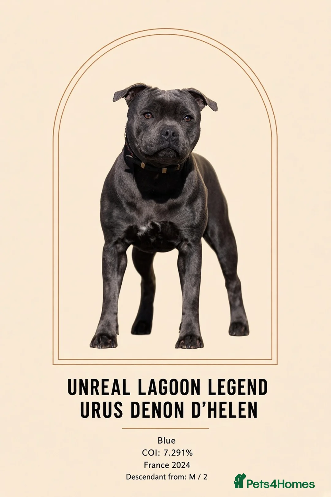 Staffordshire Bull Terrier dogs for sale: Bullscaff Blue Venom × Blue Lola — 2 boys, 5 girls in Manchester - Advert 11