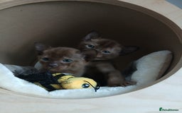Burmese cats for sale: GCCF Reg. Burmese Kittens  - Image 3