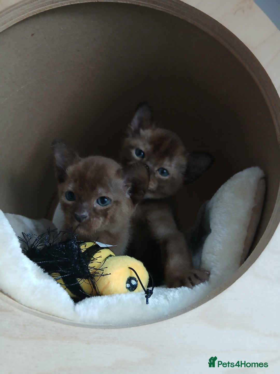 Burmese cats for sale: GCCF Reg. Burmese Kittens  - Image 3