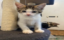 European cats for sale: 4 Cute & Cuddly Kittens Ready For Forever Home - Image 9