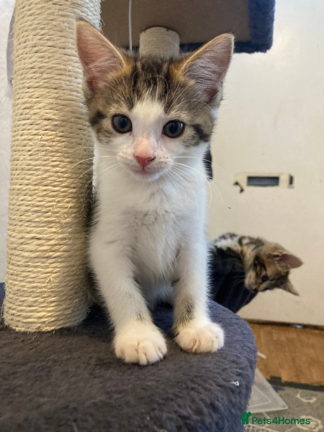 European cats for sale: 4 Cute & Cuddly Kittens Ready For Forever Home - Image 9