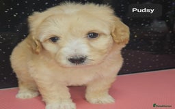 Maltipoo dogs for sale: Quality Champion Apricot Teddy toy Maltipoo's 🧸 - Image 15