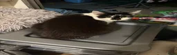 Mixed Breed cats for sale: 9 month old roughly siblings  - Advert 2