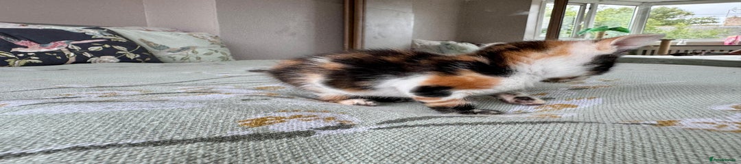bengal x