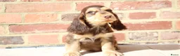 Cocker Spaniel dogs for sale: Kennel Club Registered Show Type Cocker puppies - Advert 27