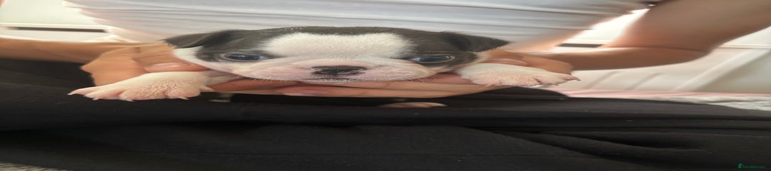 Boston Terrier Puppy 2