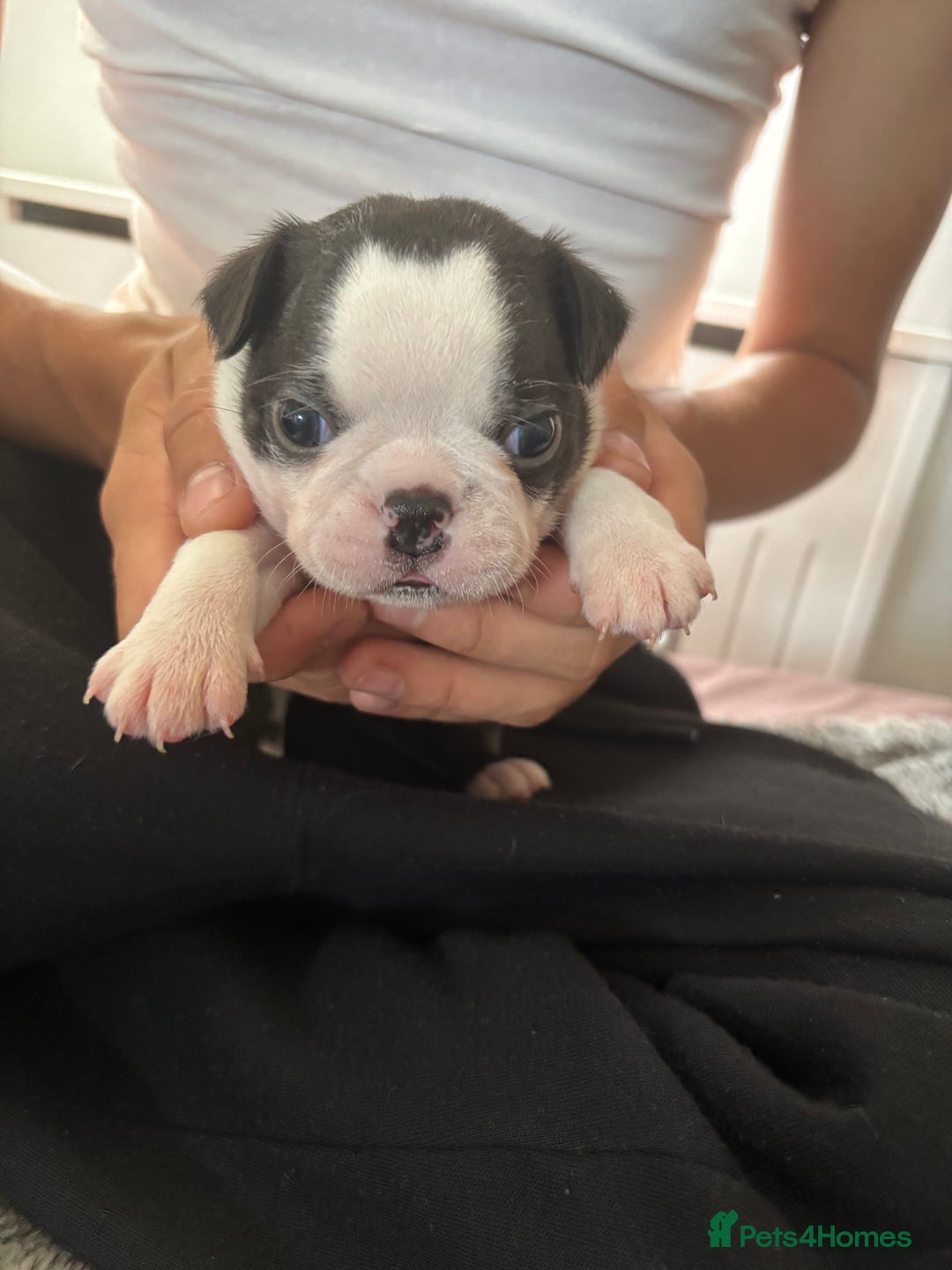 Boston Terrier dogs for sale: KC Registered 🐕❤️🏠 Puupy 🐕💙🏠Boston Terrier  - Image 9