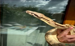 Boa Snake reptiles for sale: 2x Hypo Boas with setups - Image 1