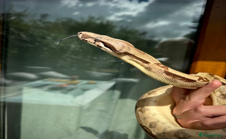 Boa Snake reptiles - Advert 14