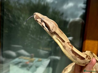 Boa Snake reptiles - Advert 3