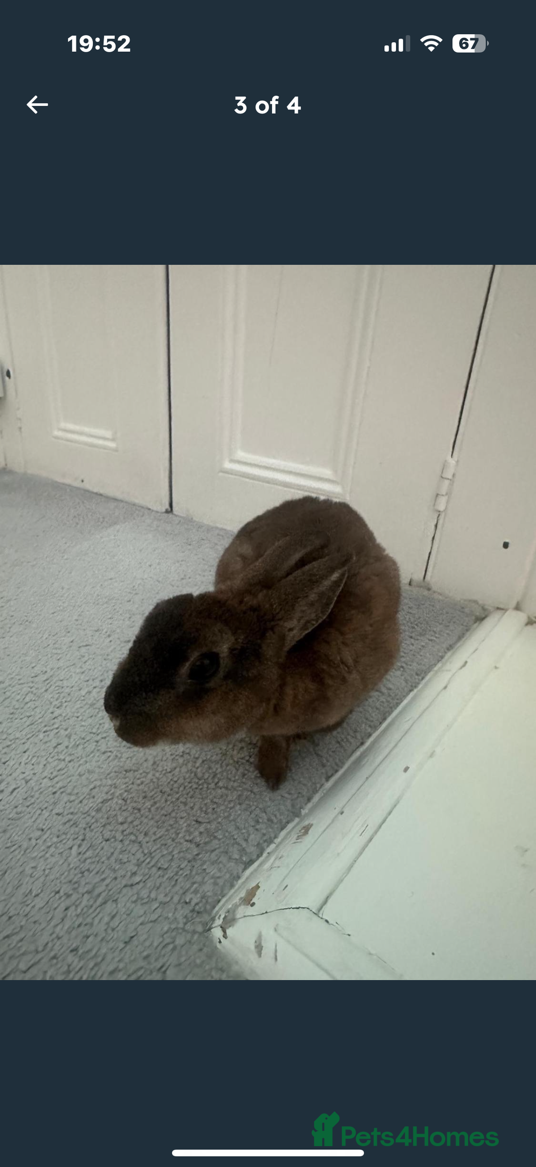 Rex rabbits for sale: Mini Rex bunny  - Advert 2