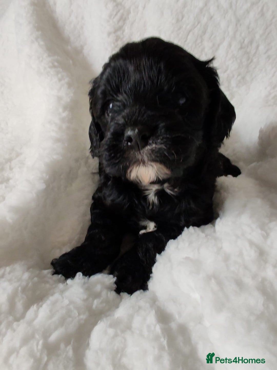 Cavapoo dogs for sale: F1 Cavapoo - Advert 18