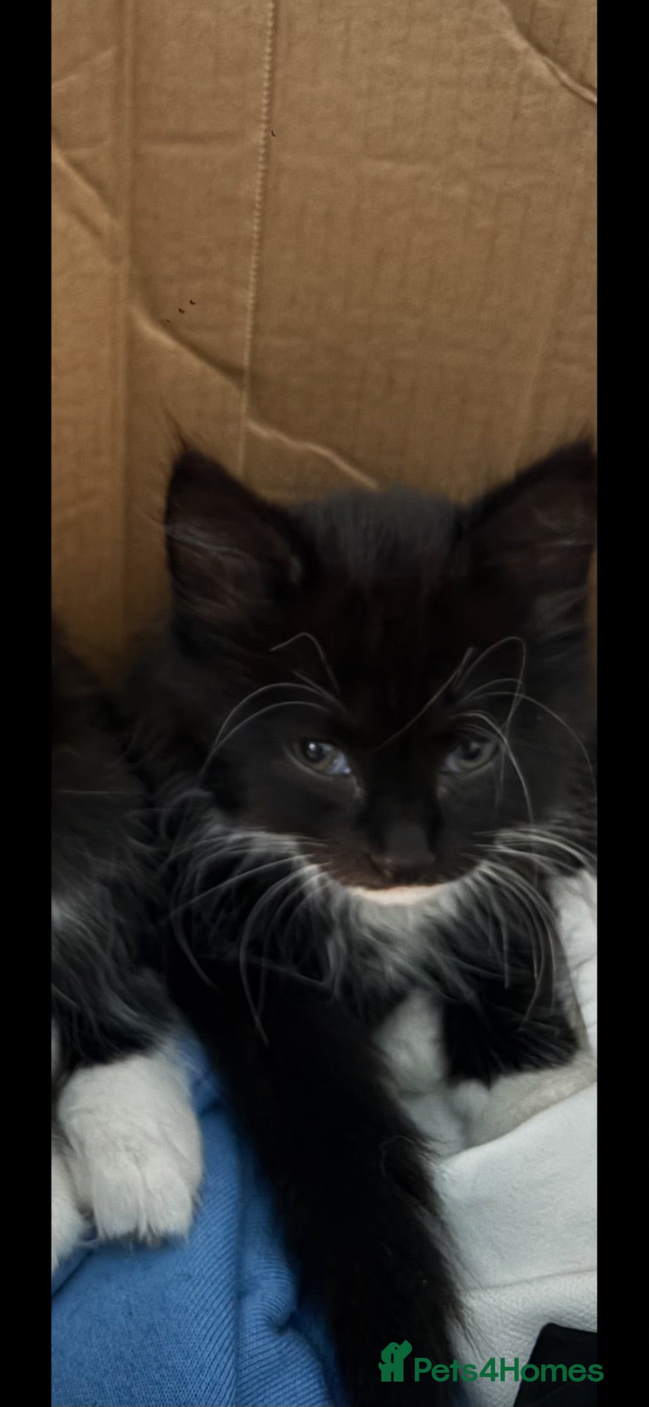 Mixed Breed cats Girl kittens  - Advert 1