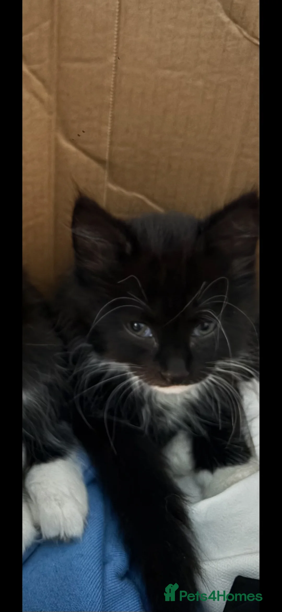Mixed Breed cats for sale: Girl kittens  - Advert 1