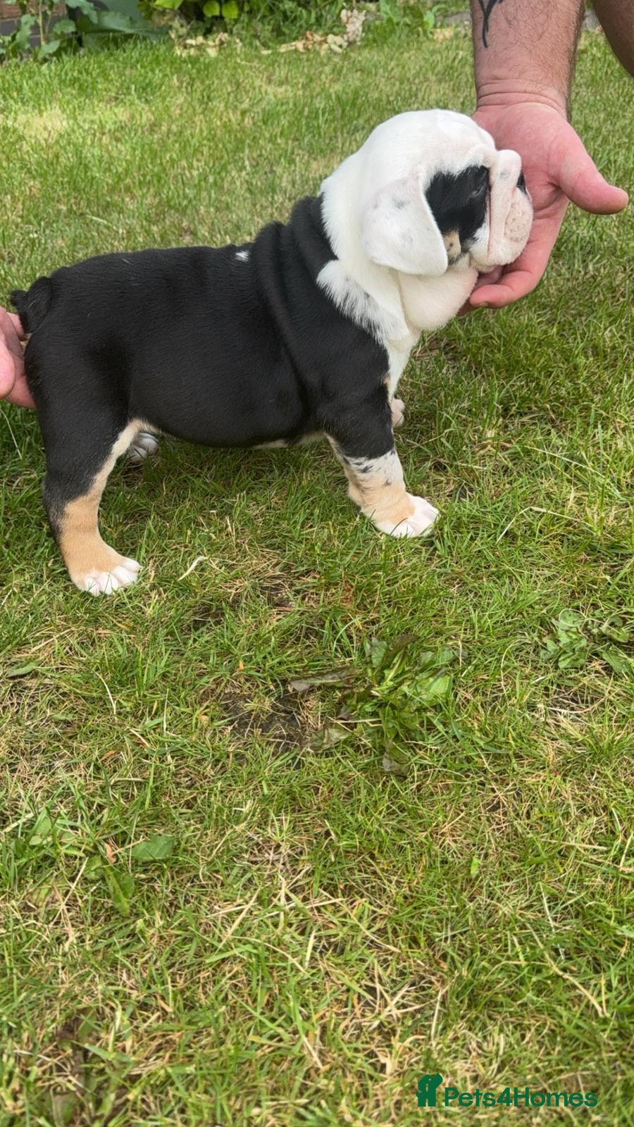 English Bulldog dogs for sale: Chunky healthy pups - Advert 7