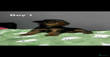 Yorkshire Terrier dogs - Advert 5