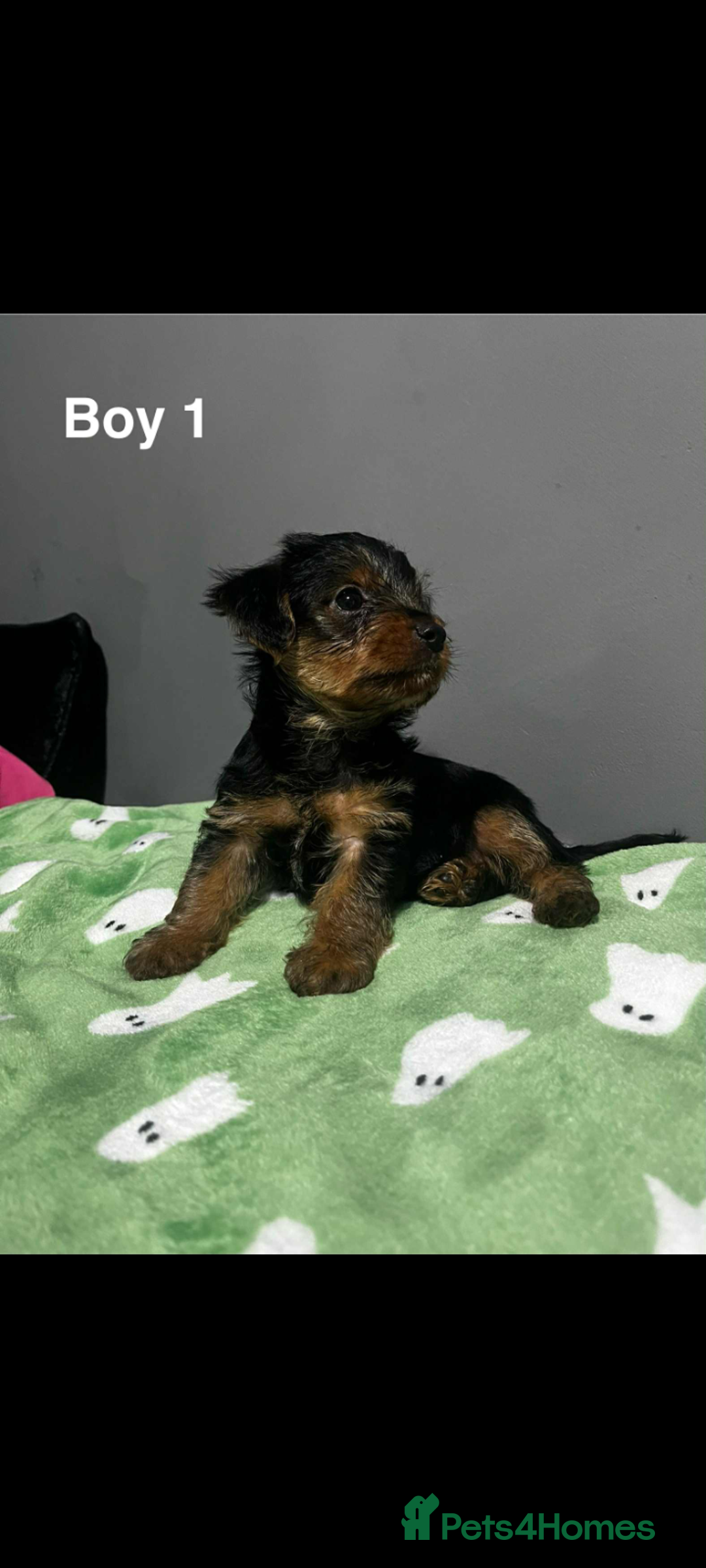 Yorkshire Terrier dogs for sale: Yorkshire terrier puppies  - Image 3