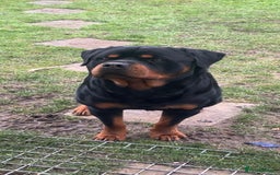 Rottweiler dogs for stud: Rottweiler Stud  in Dunstable - Image 1